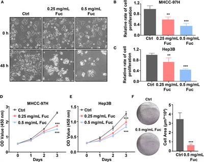 Fucoidan Inhibits the Progression of Hepatocellular Carcinoma via Causing lncRNA LINC00261 Overexpression